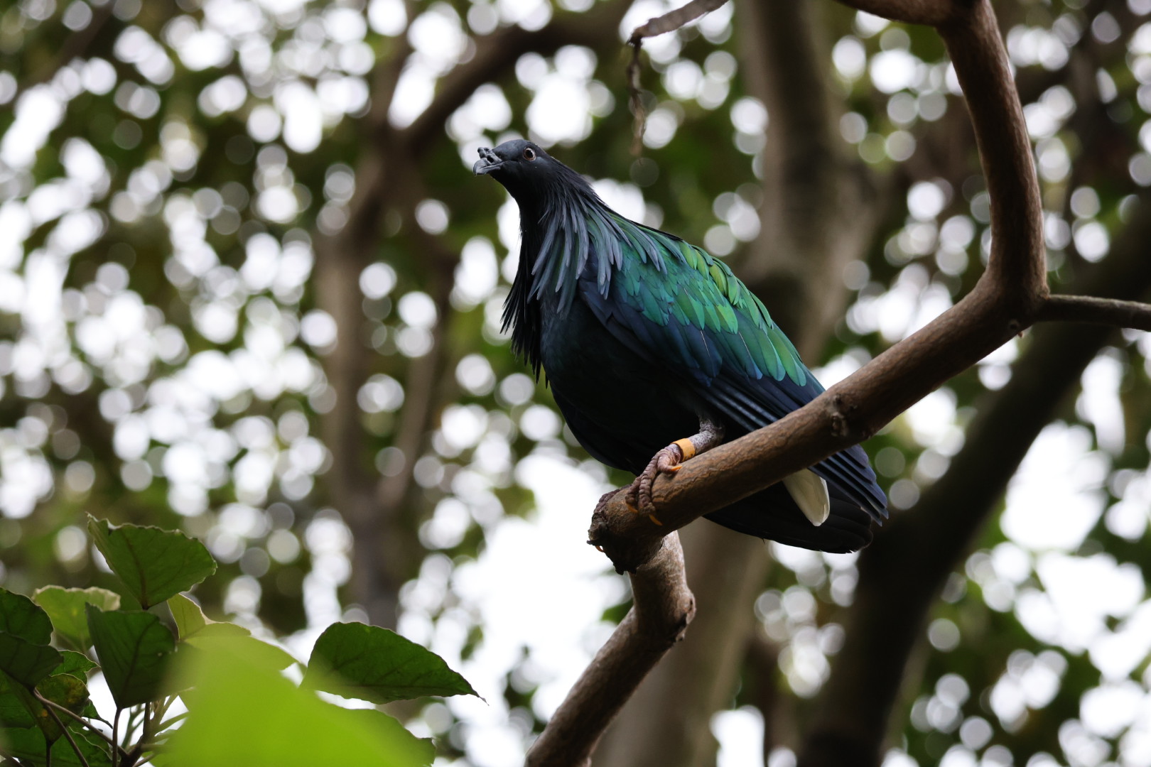 Nicobar pigeon (Caloenas nicobarica)