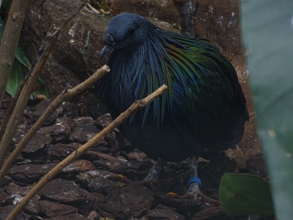 Nicobar pigeon (Caloenas nicobarica)
