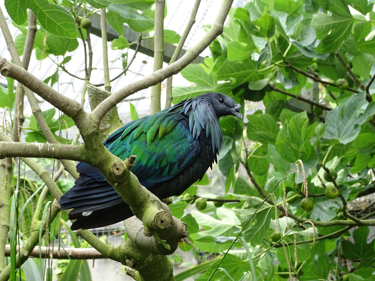 Nicobar pigeon (Caloenas nicobarica)