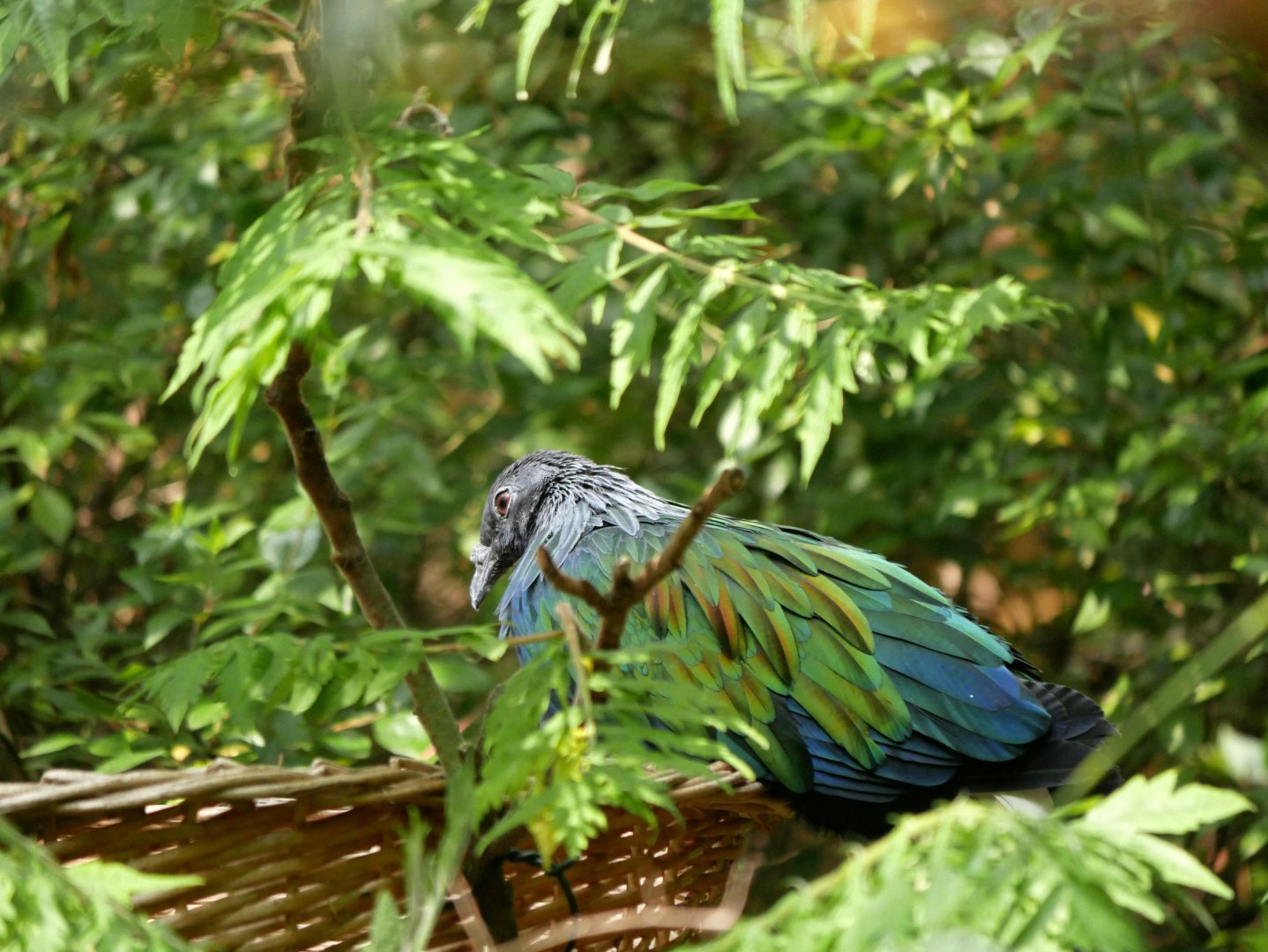 Nicobar pigeon (Caloenas nicobarica)