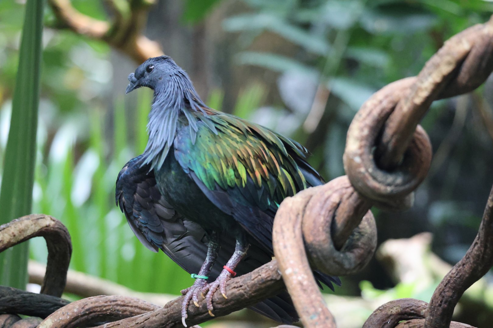 Nicobar pigeon (Caloenas nicobarica)