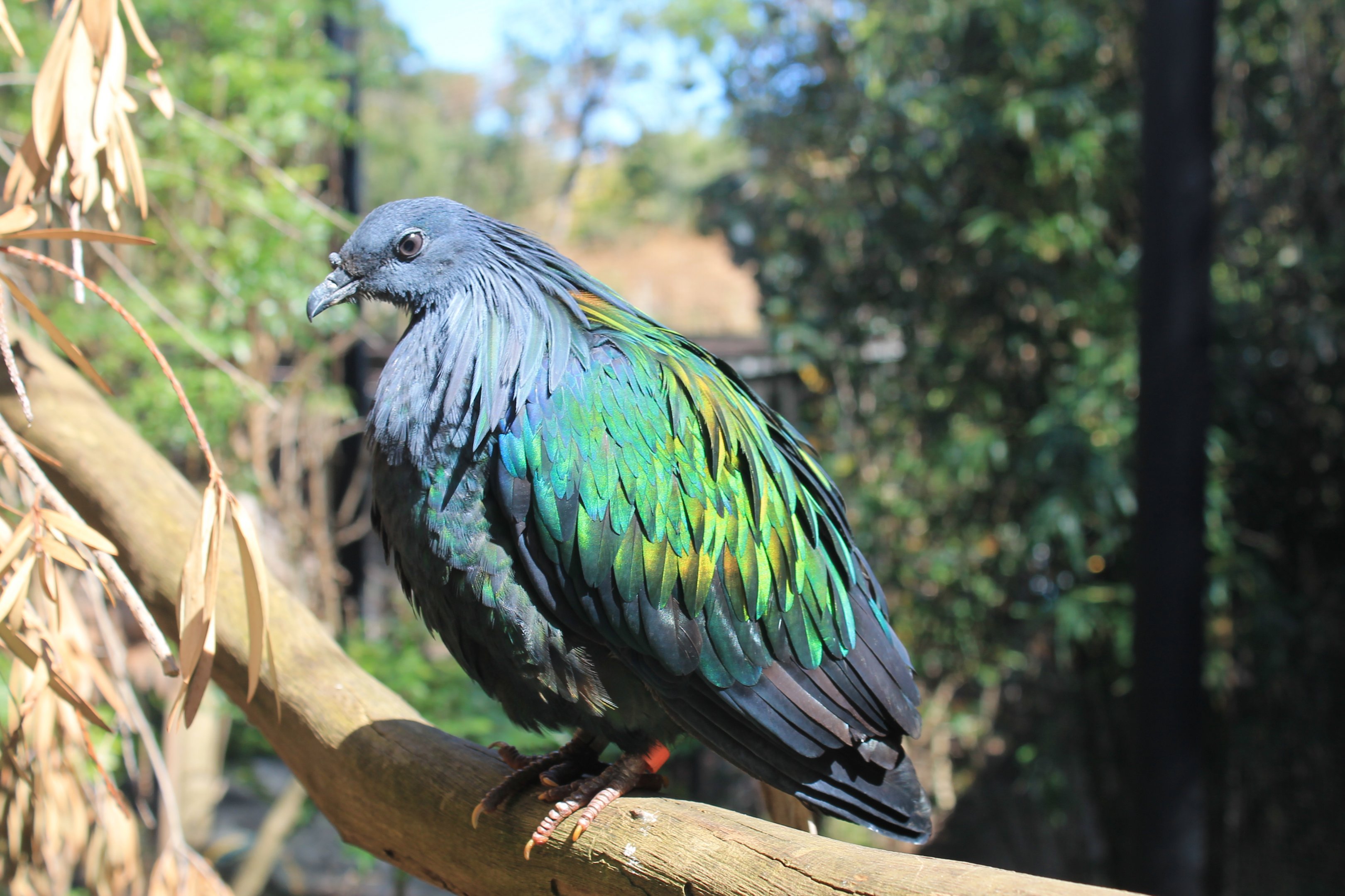 Nicobar Pigeon (Caloenas nicobarica)