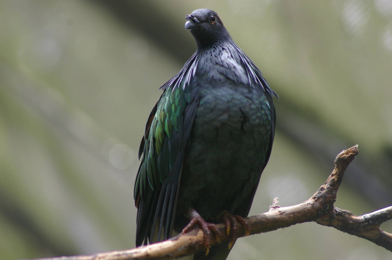 Nicobar pigeon (Caloenas nicobarica)
