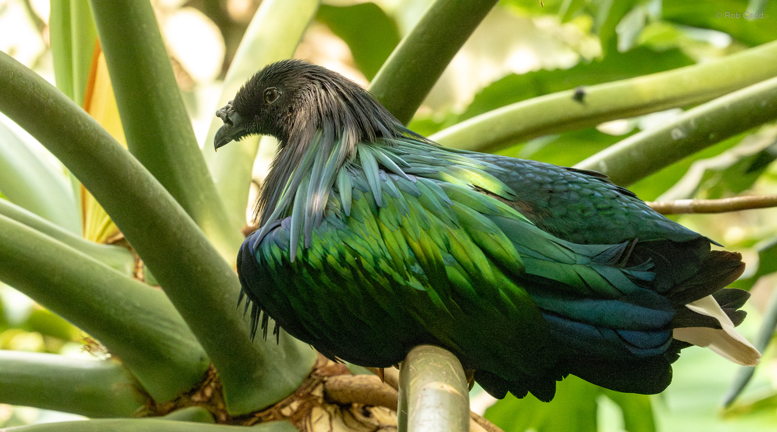 Nicobar pigeon : Cotswold WP : 02 Aug 2024
