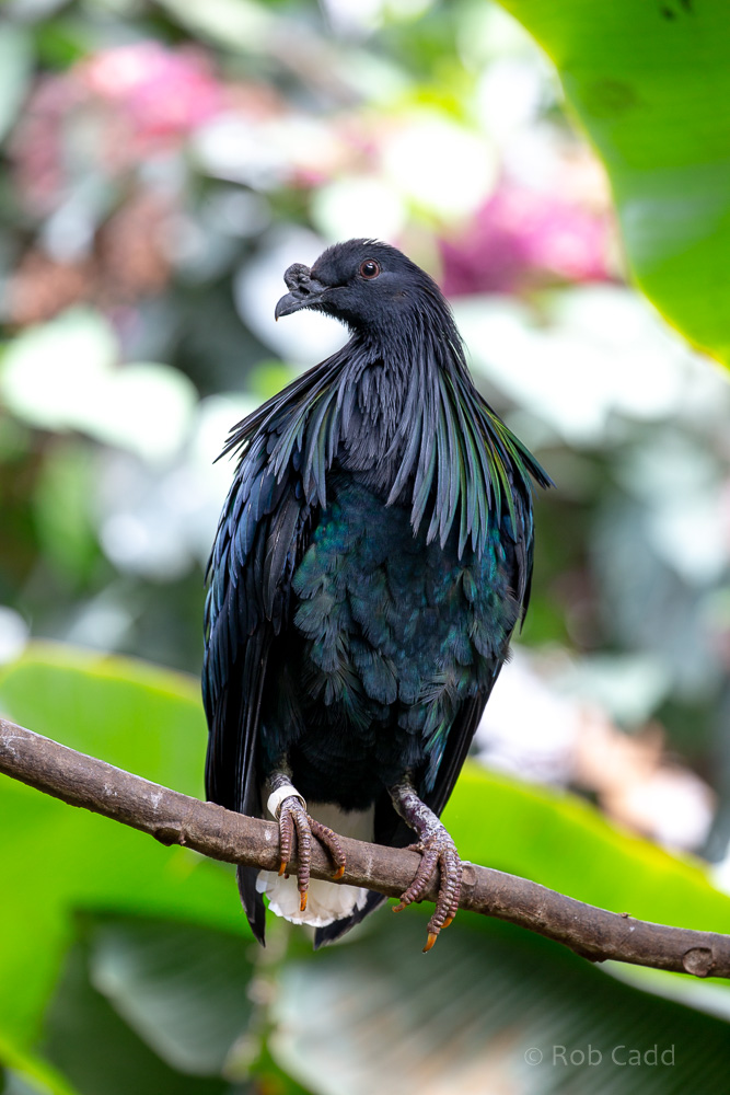 Nicobar pigeon : Cotswold WP : 12 Jul 2019
