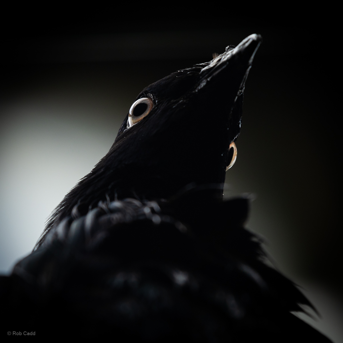 Nicobar pigeon : Cotswold WP : 14 Mar 2025