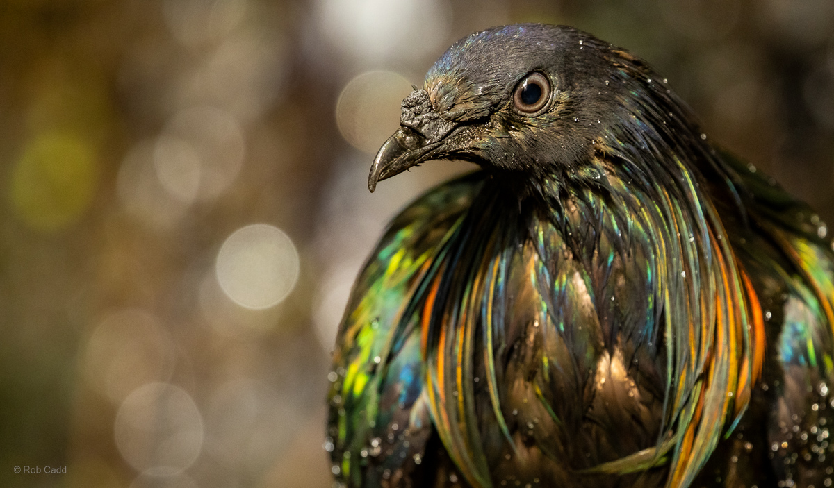 Nicobar pigeon : Cotswold WP : 14 Mar 2025