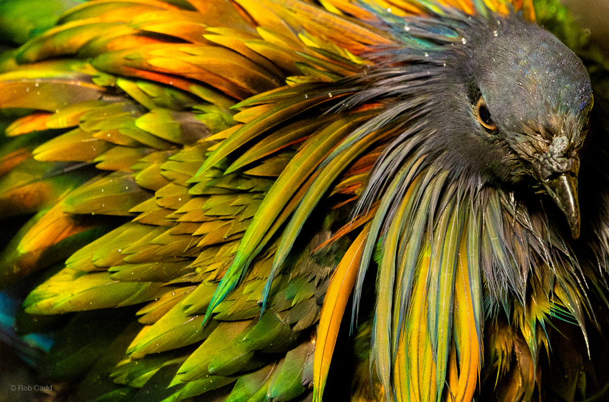 Nicobar pigeon : Cotswold WP : 14 Mar 2025