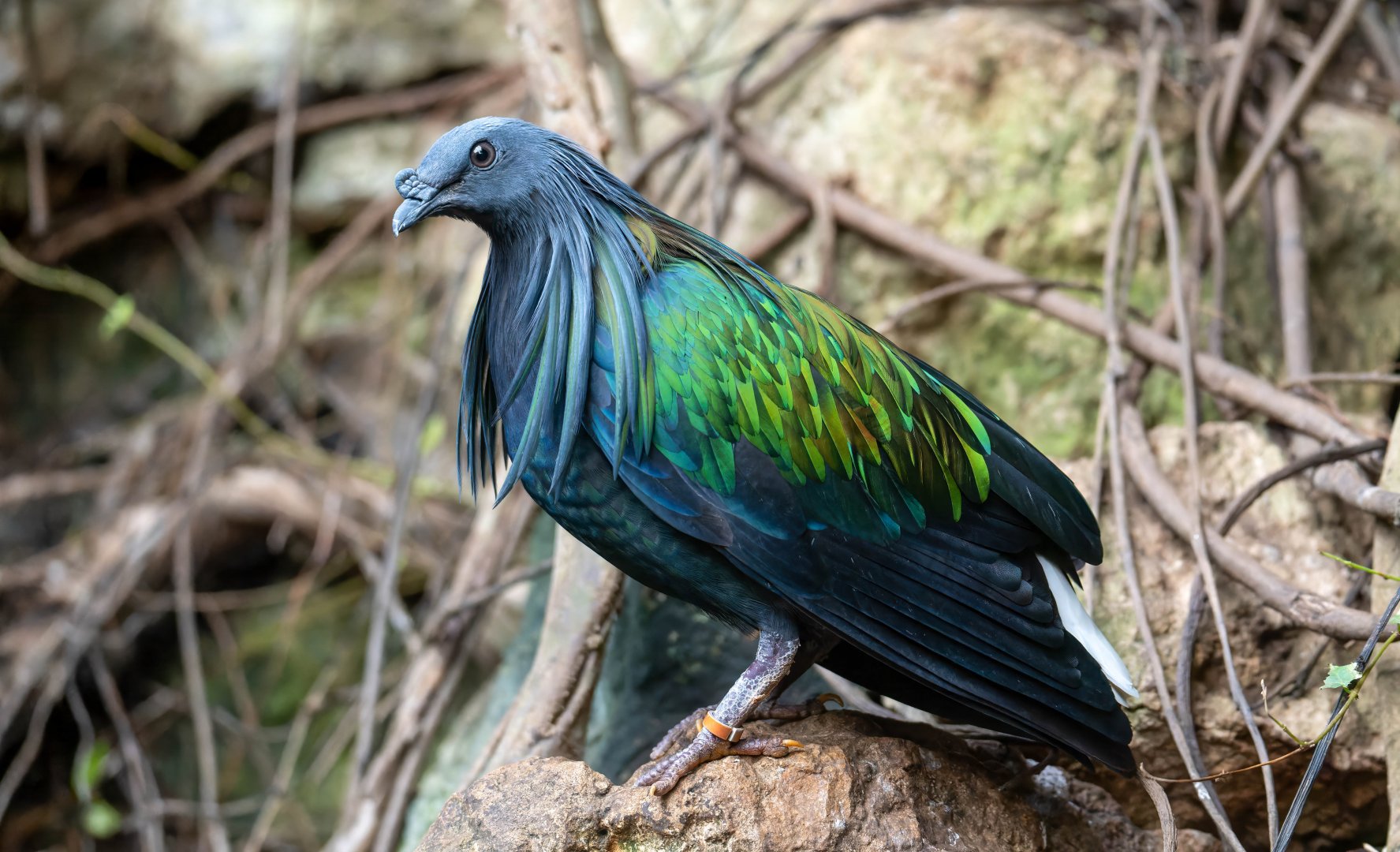 Nicobar pigeon, CWP, UK