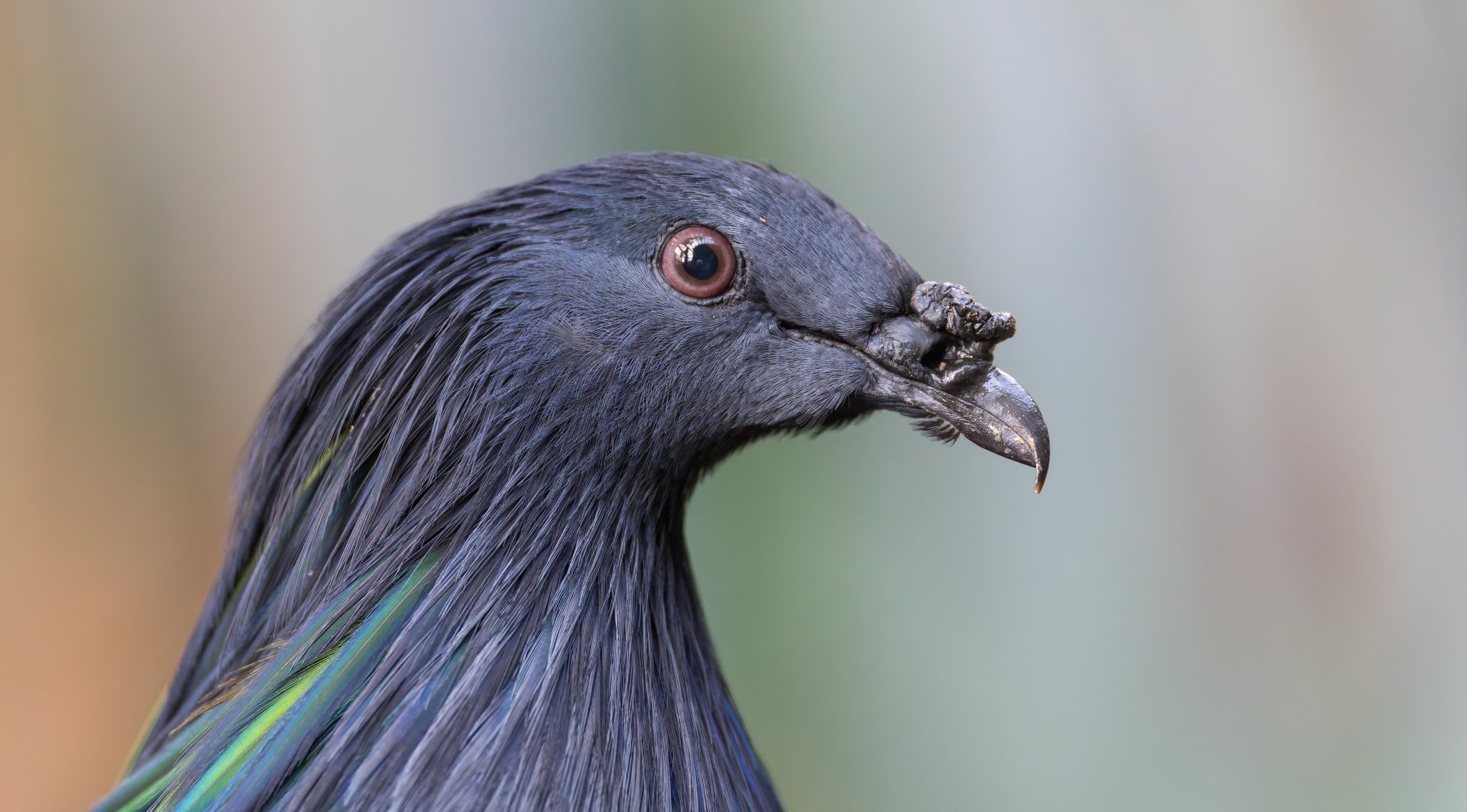 Nicobar Pigeon, CWP, UK