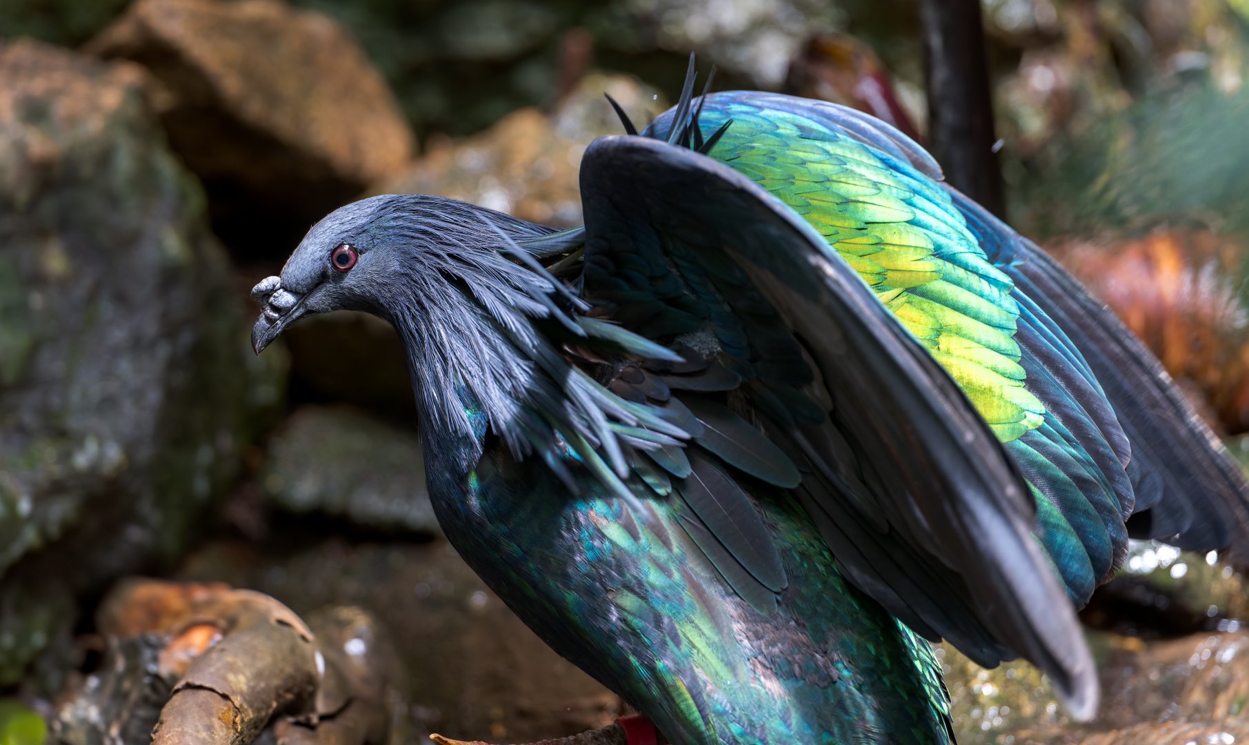 Nicobar Pigeon, CWP, UK