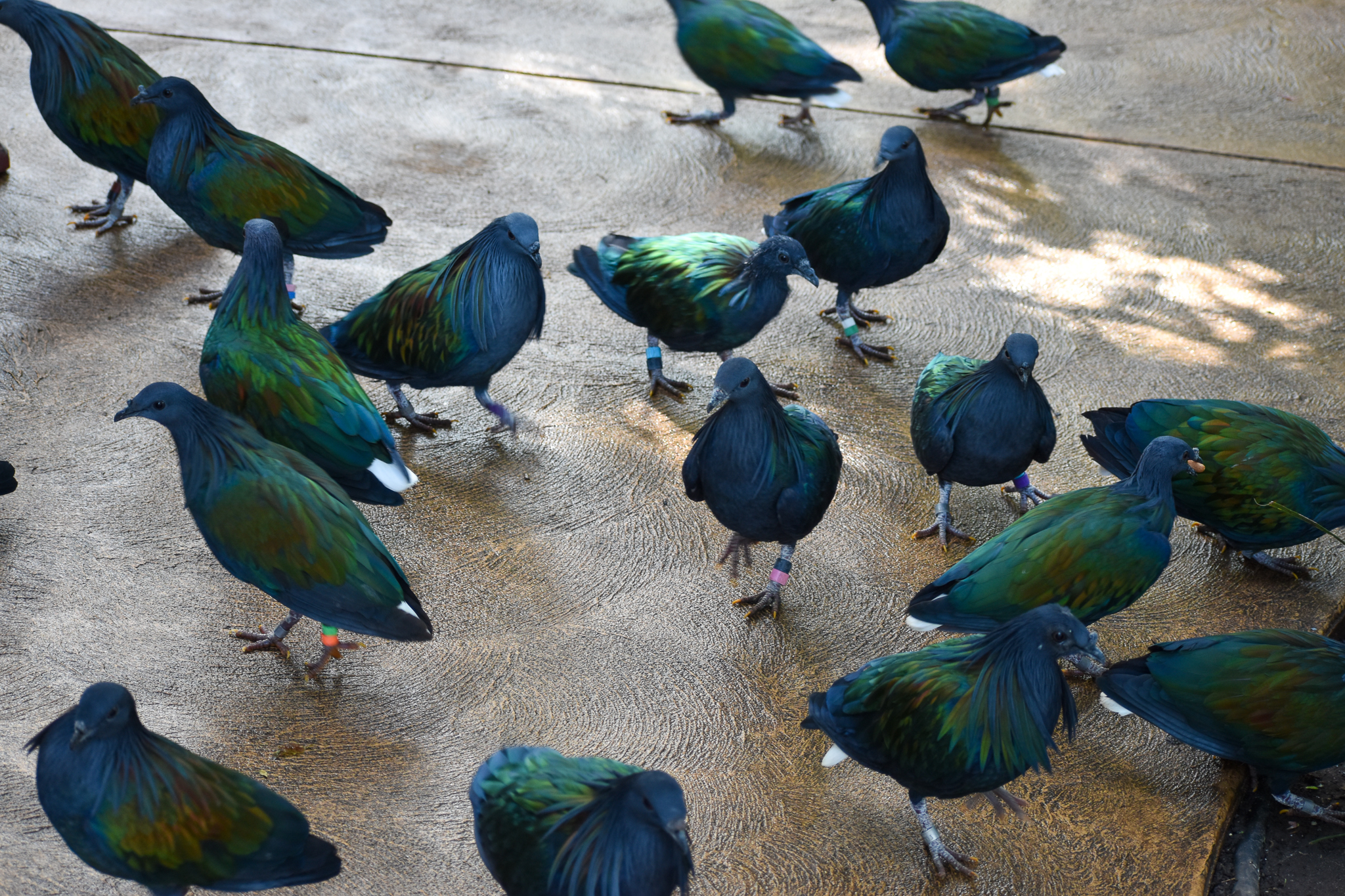 Nicobar Pigeon flock