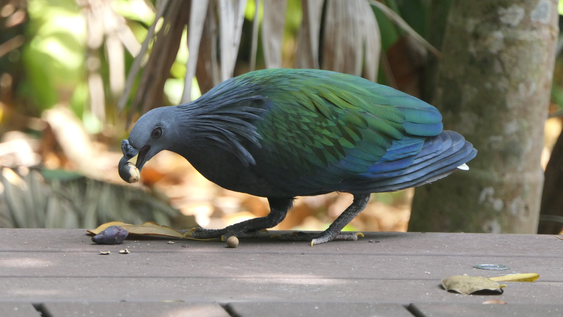 Nicobar Pigeon - Green Island, Nov 4 2023