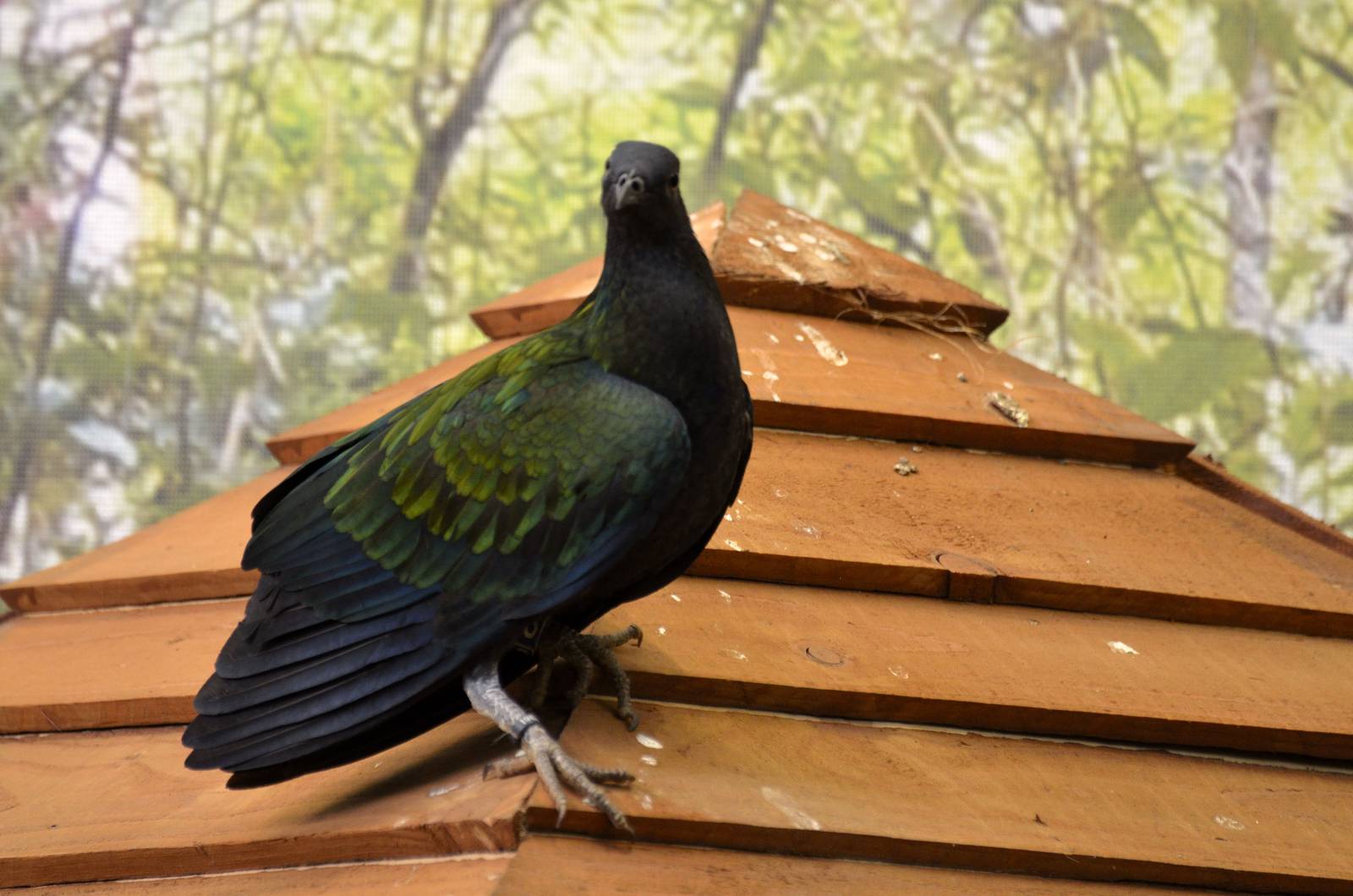 Nicobar pigeon in Brilliant Birds
