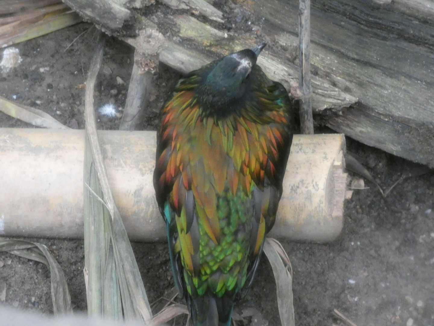 Nicobar Pigeon in new Tropical House