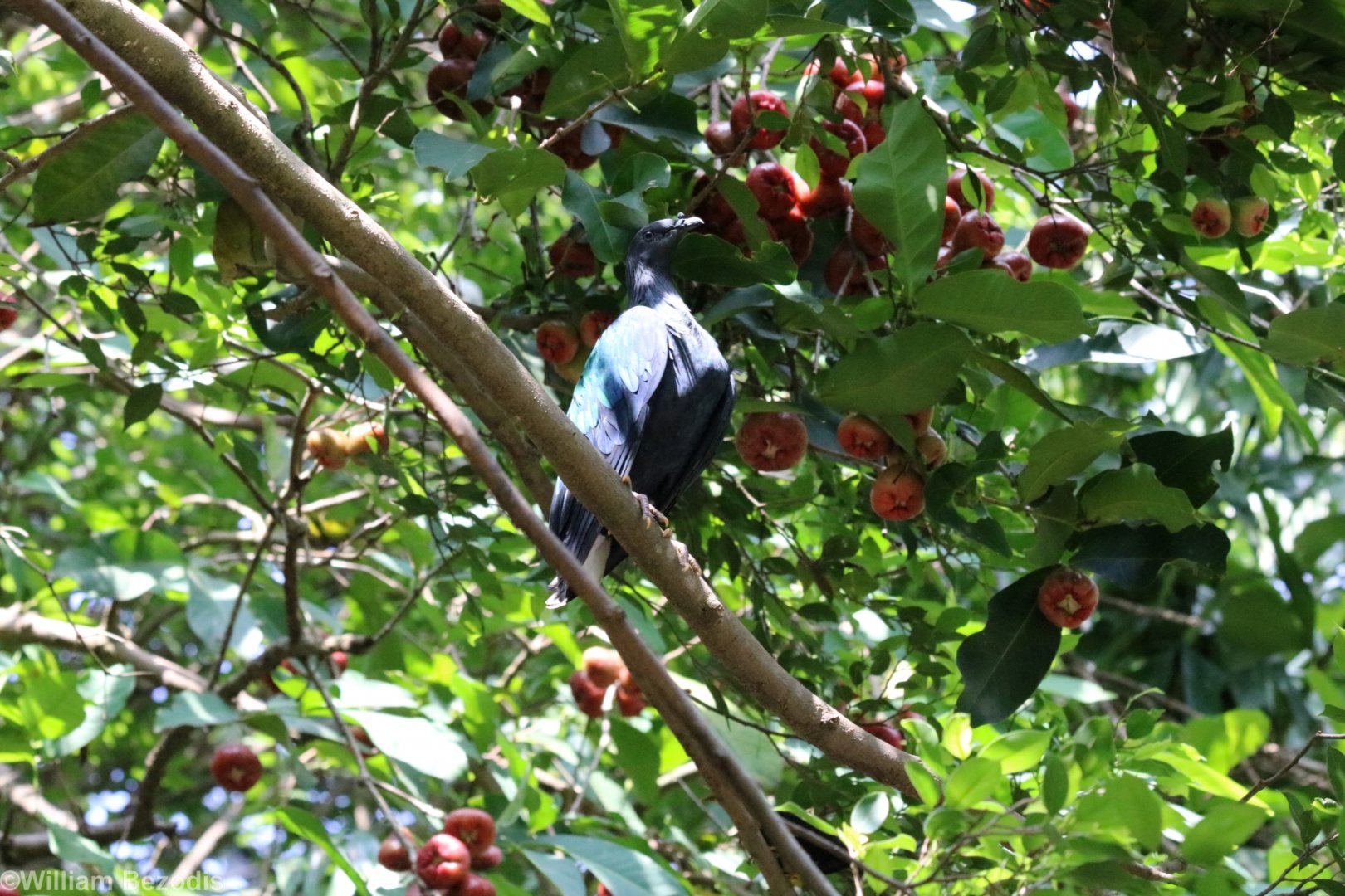Nicobar Pigeon in Syzygium Tree