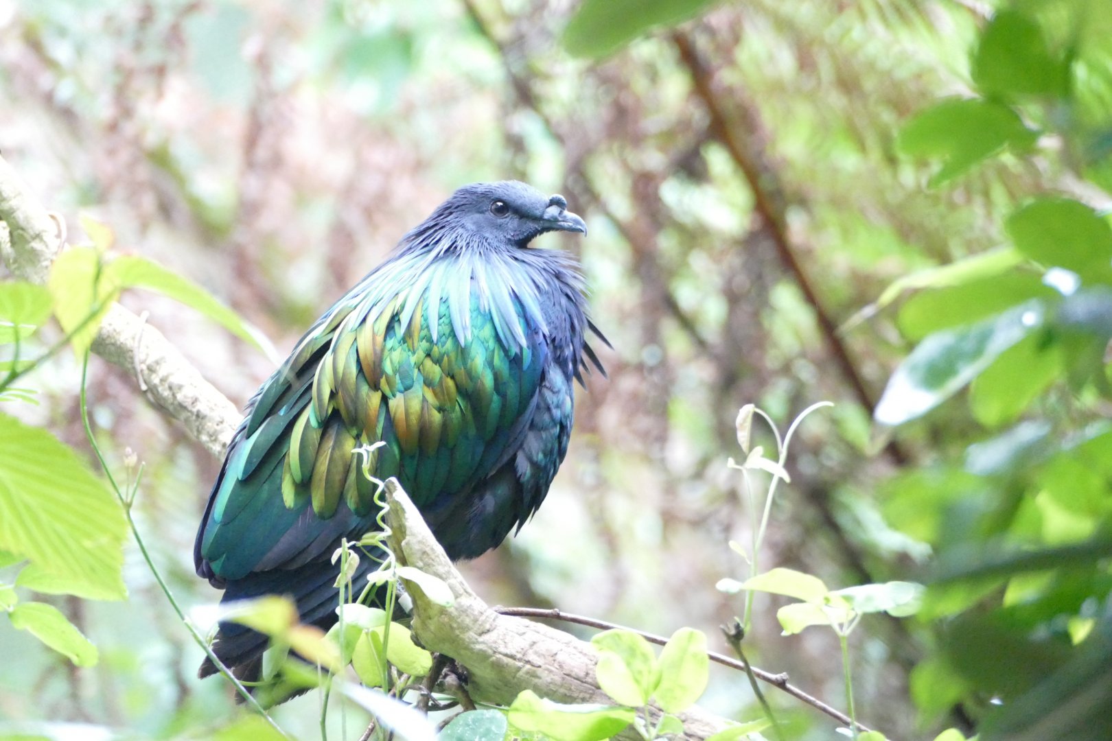 Nicobar pigeon, June 2018