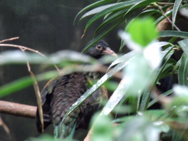 Nicobar Pigeon (Juvenile)