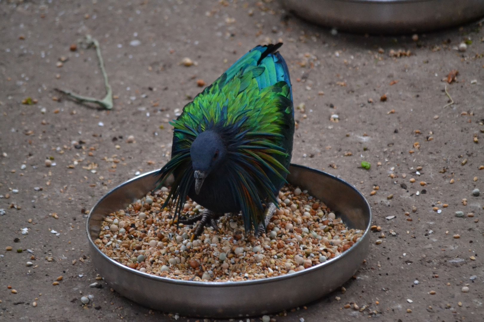 Nicobar Pigeon - March 2018