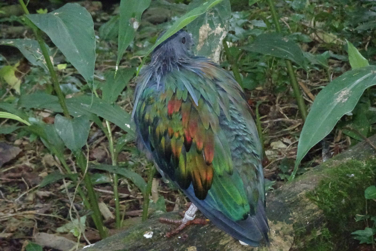 Nicobar pigeon, October 2016