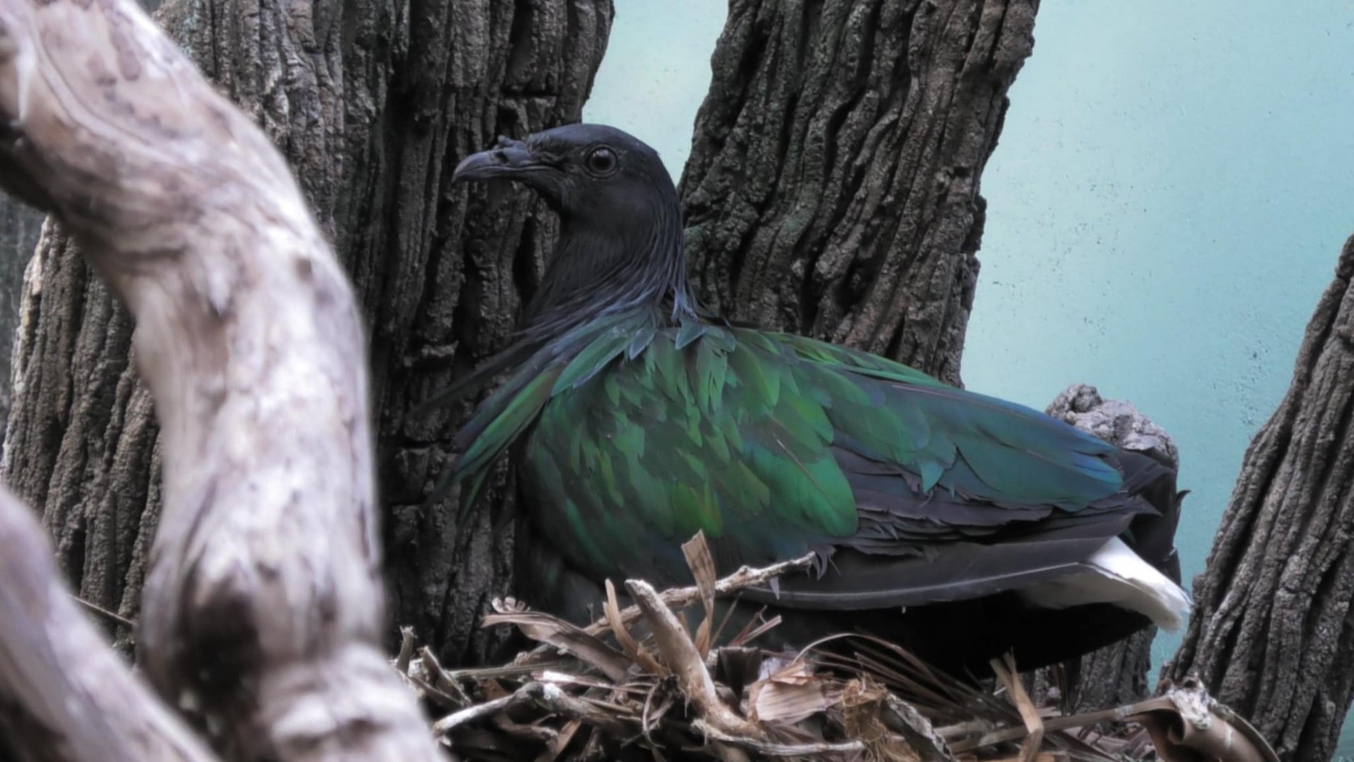 Nicobar pigeon on a nest