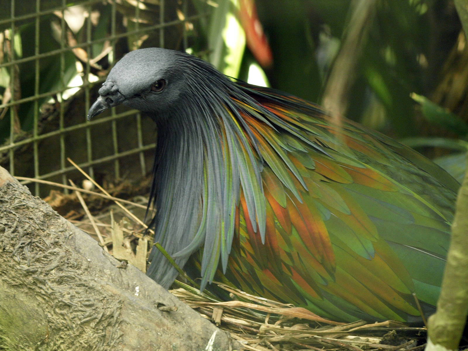 Nicobar pigeon on nest