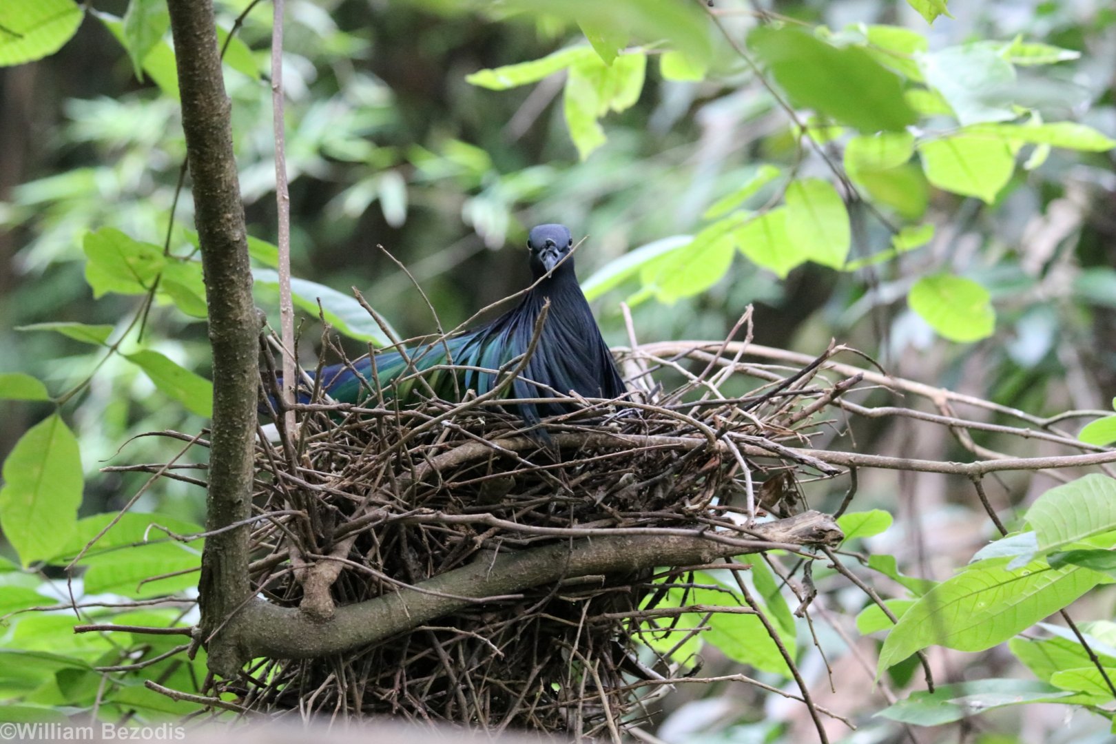 Nicobar Pigeon on Nest