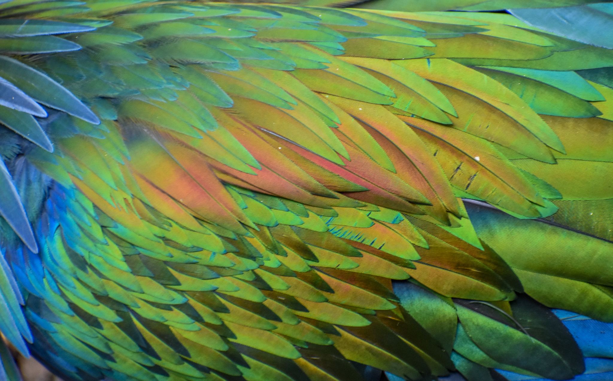 Nicobar Pigeon Plumage