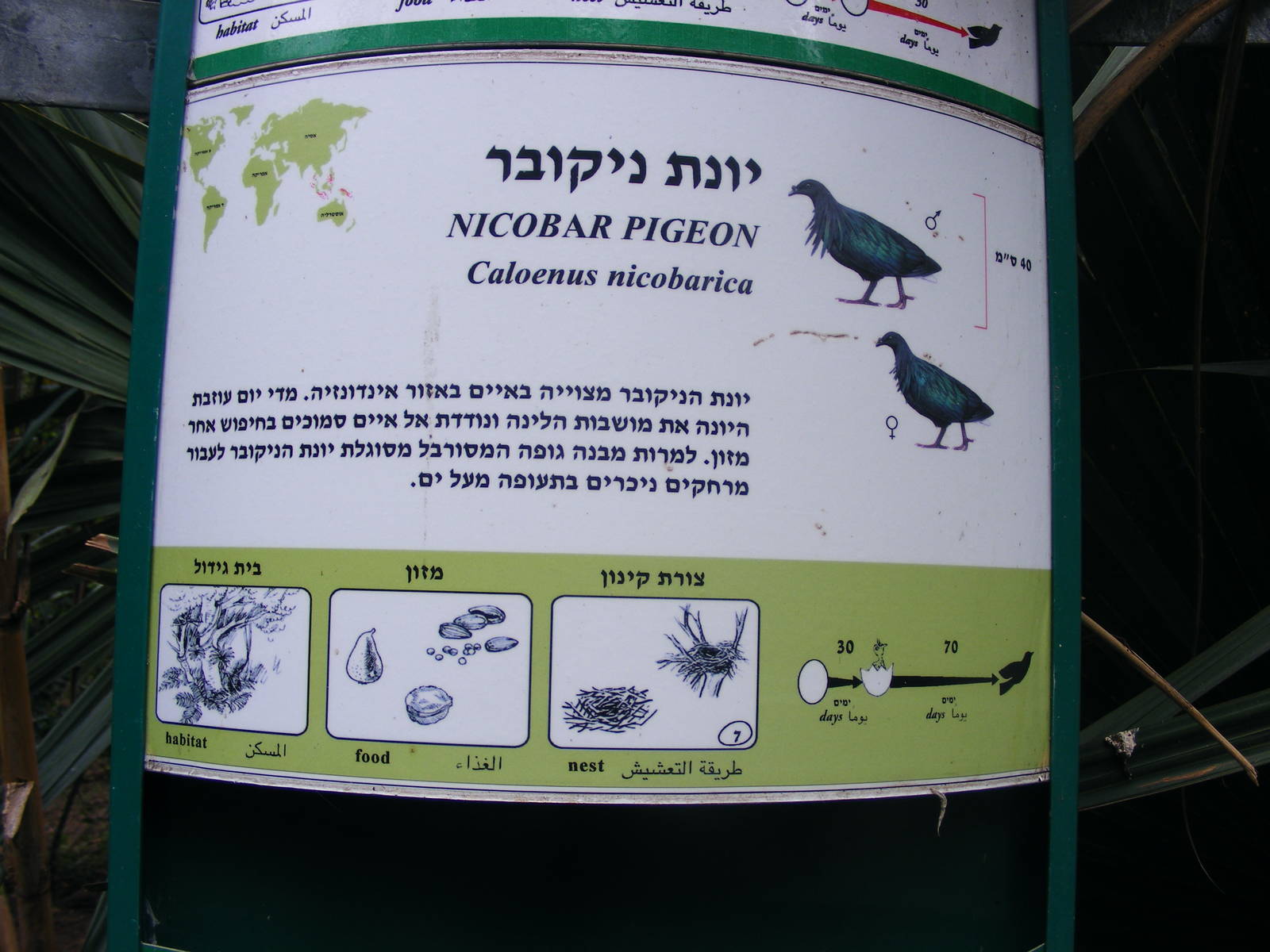 Nicobar Pigeon Sign 30.1.10