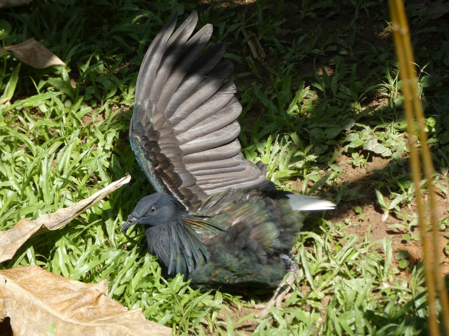 Nicobar pigeon sunbathing