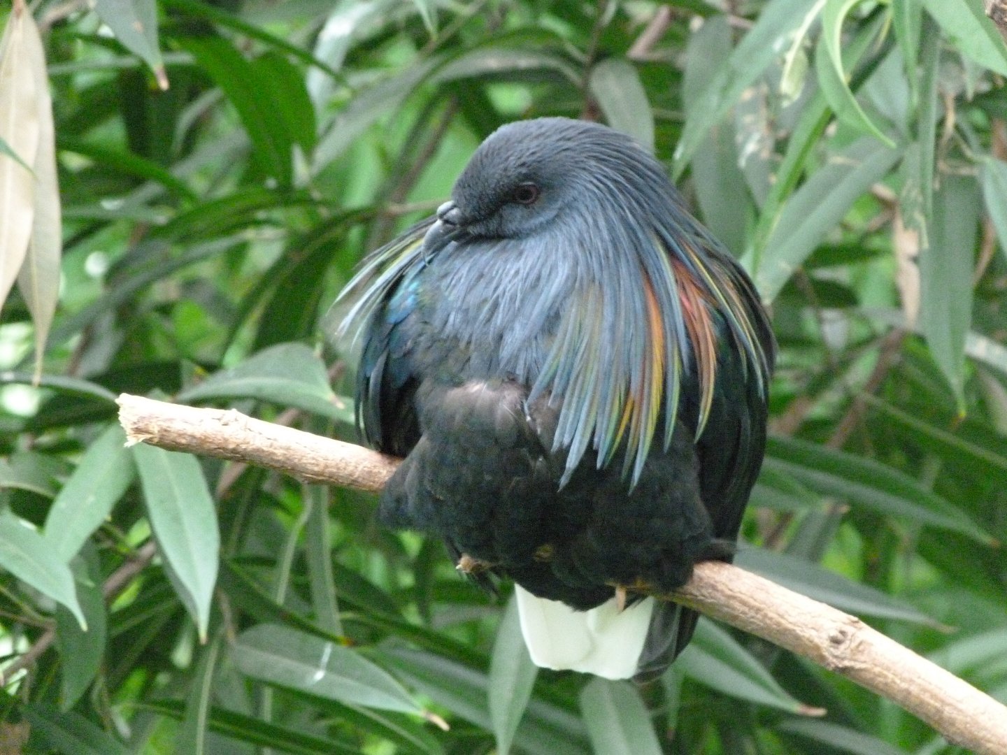 Nicobar pigeon -Tierpark Berlin (2024)