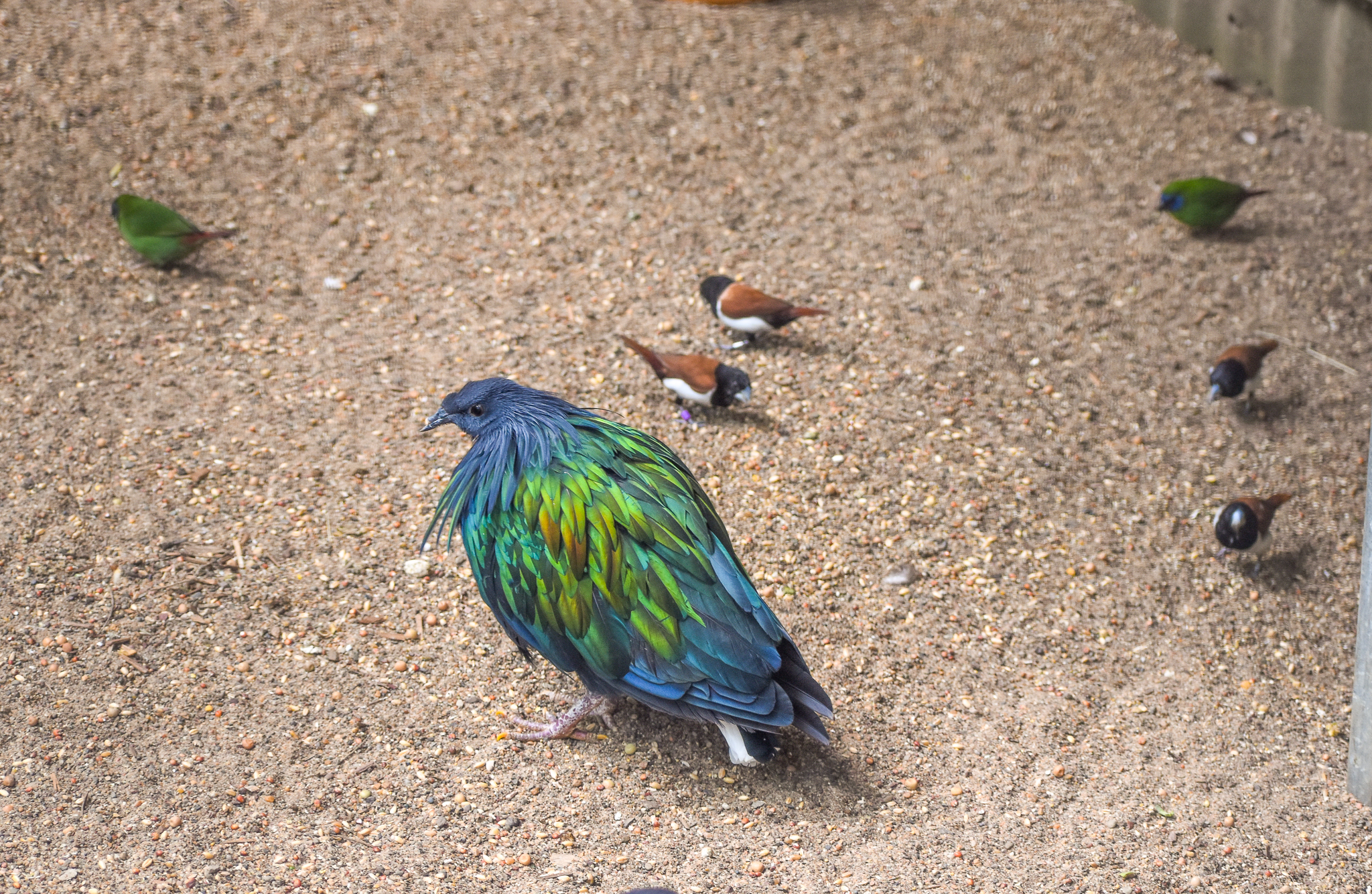 Nicobar Pigeon, Tricoloured Munias and Blue-faced Parrotfinches
