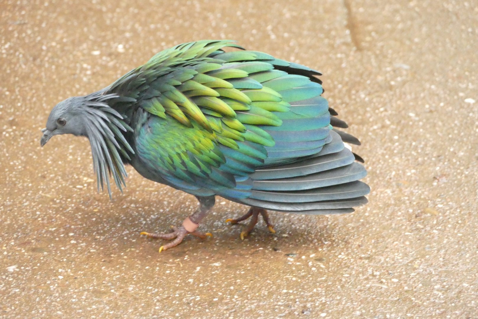 Nicobar Pigeon, Tropical house, November 2021