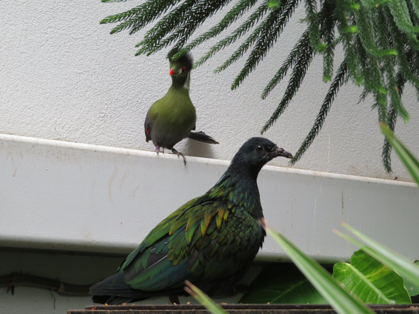 Nicobar Pigeon & White-cheeked Turaco