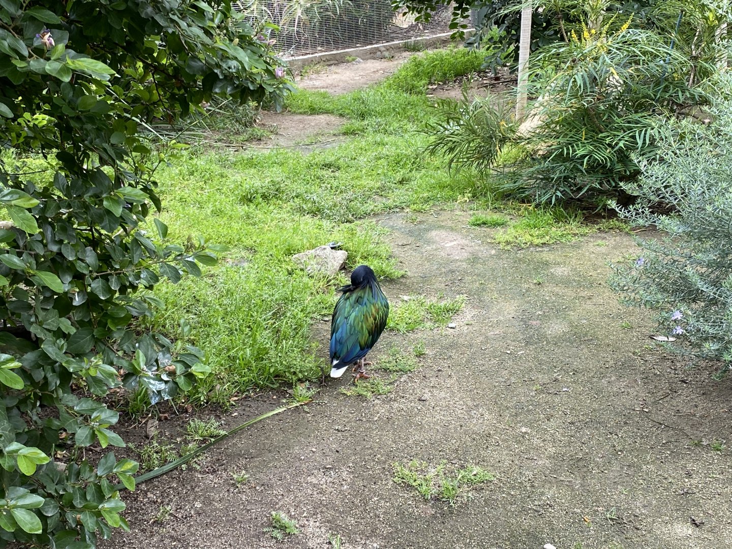 Nicobar Pigeon - Wings of the World