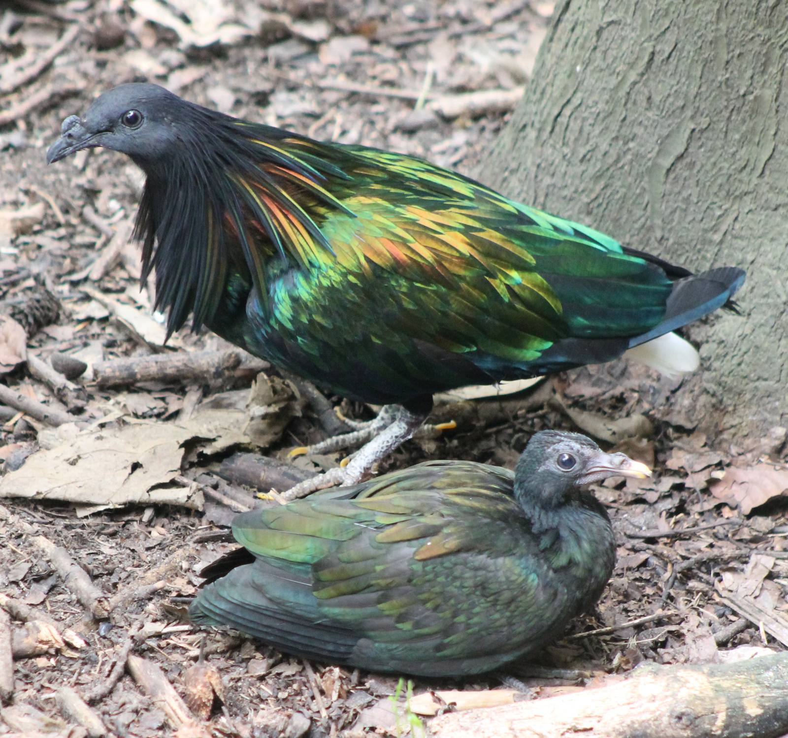 Nicobar pigeon with young