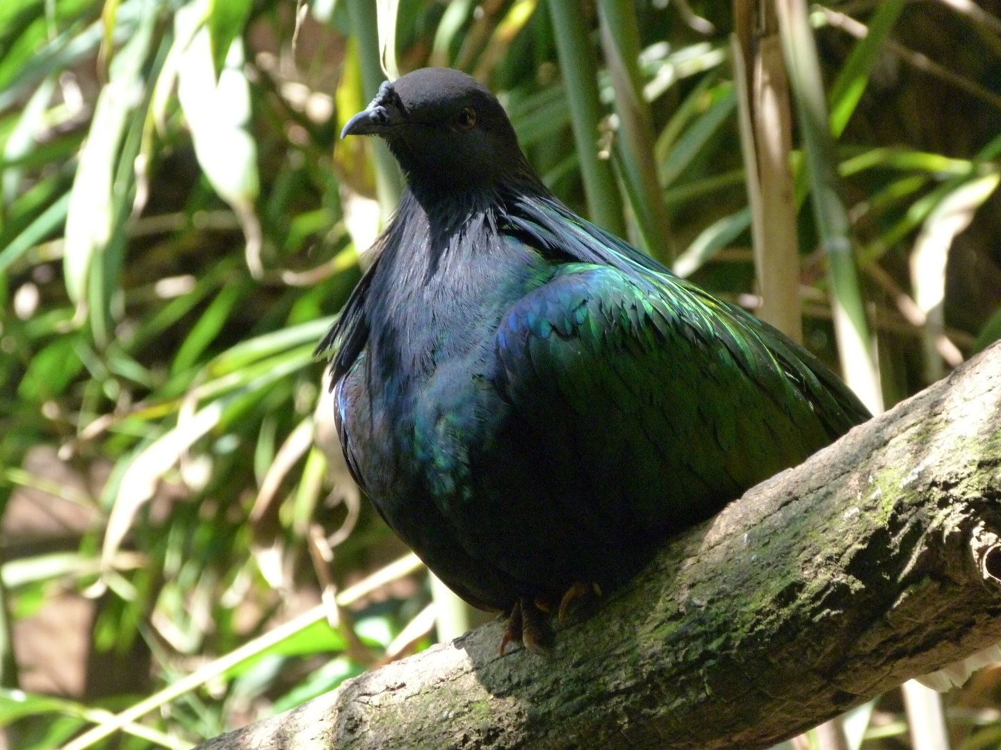 Nicobar pigeon -Zoo d'Asson (2025)