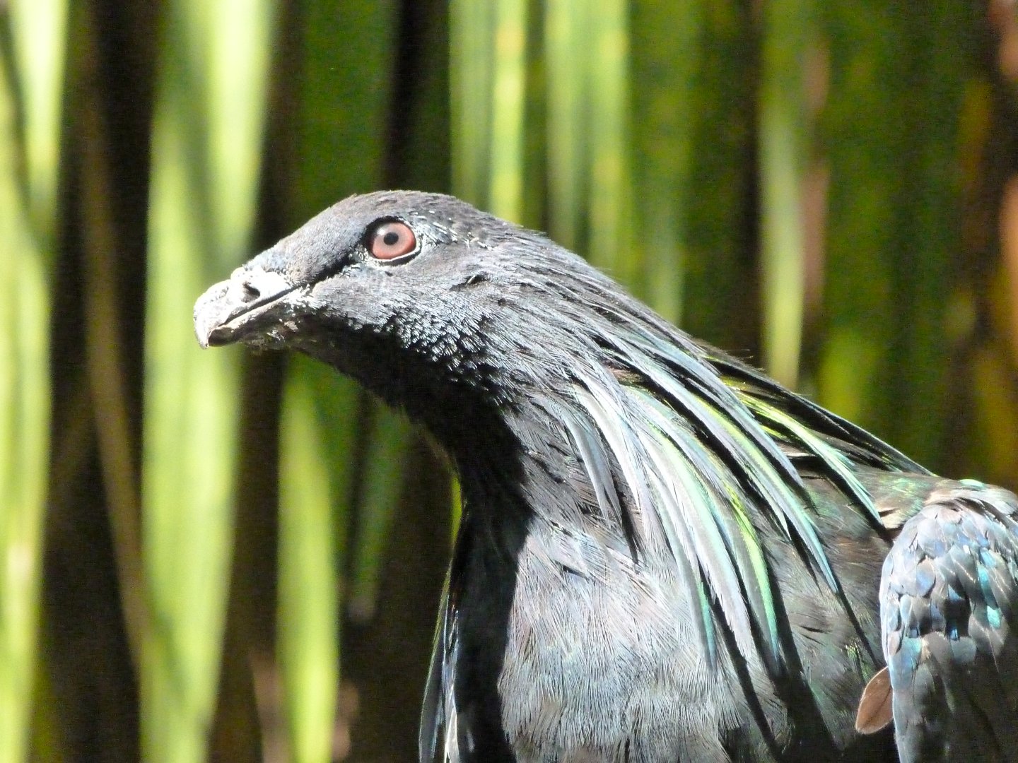 Nicobar pigeon -Zoo d'Asson (2025)
