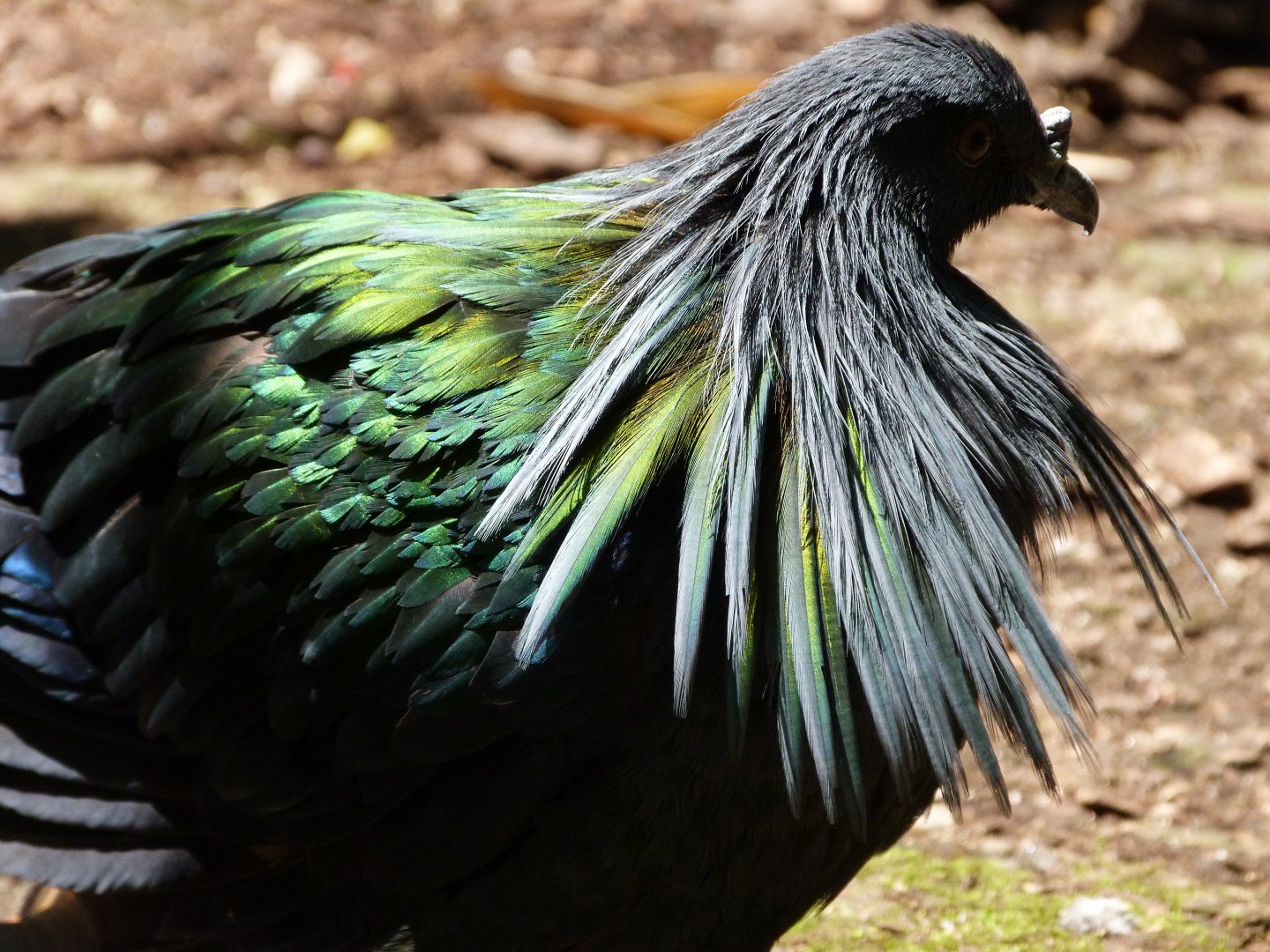 Nicobar pigeon -Zoo d'Asson (2025)