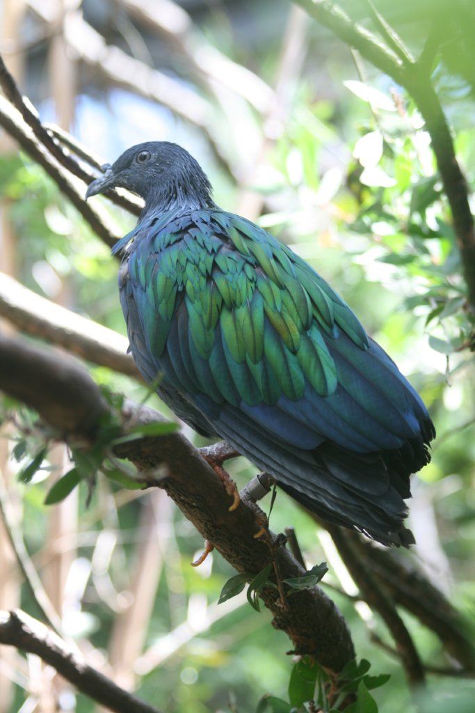 Nicobar Pigeon