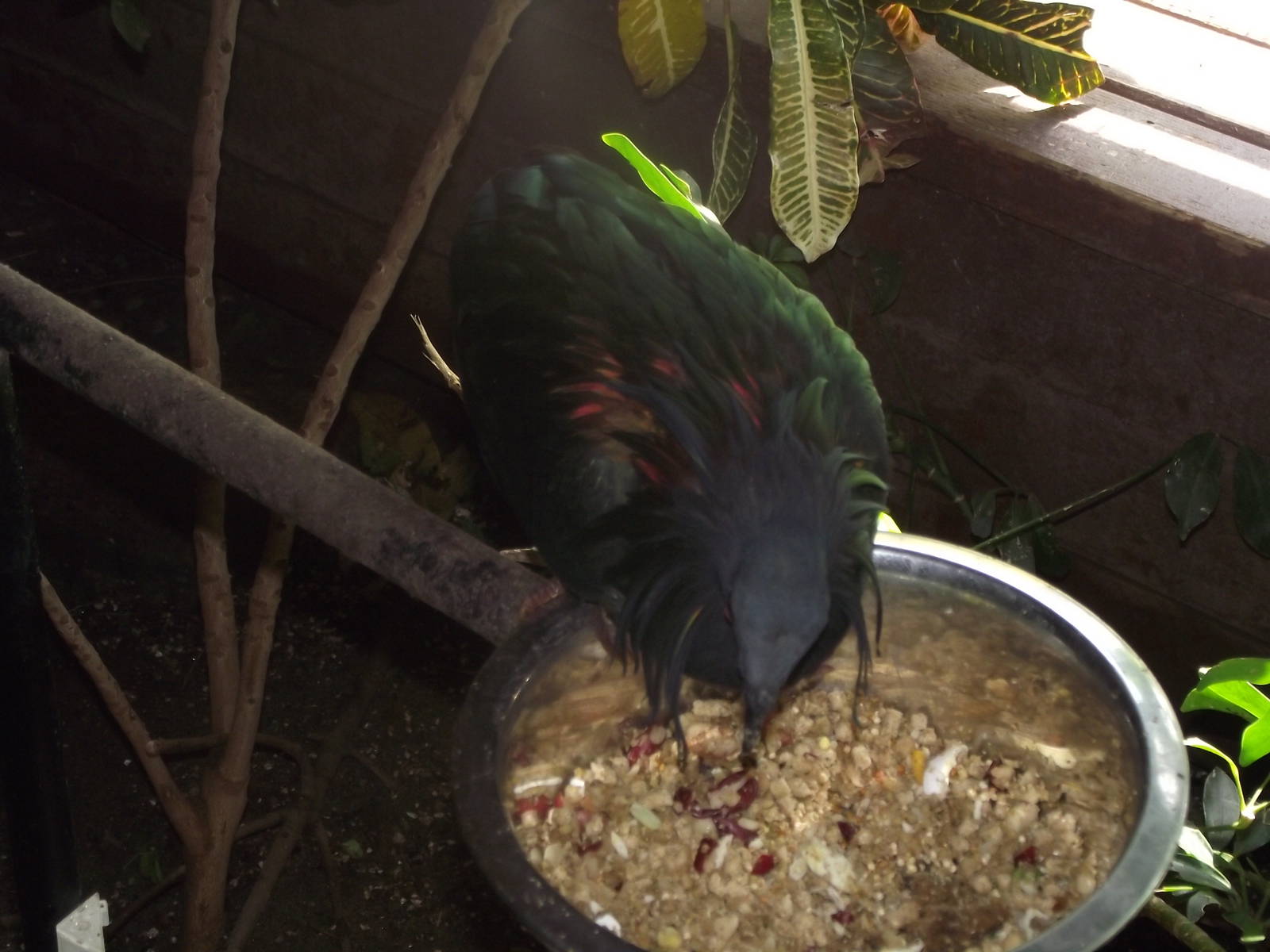 Nicobar Pigeon