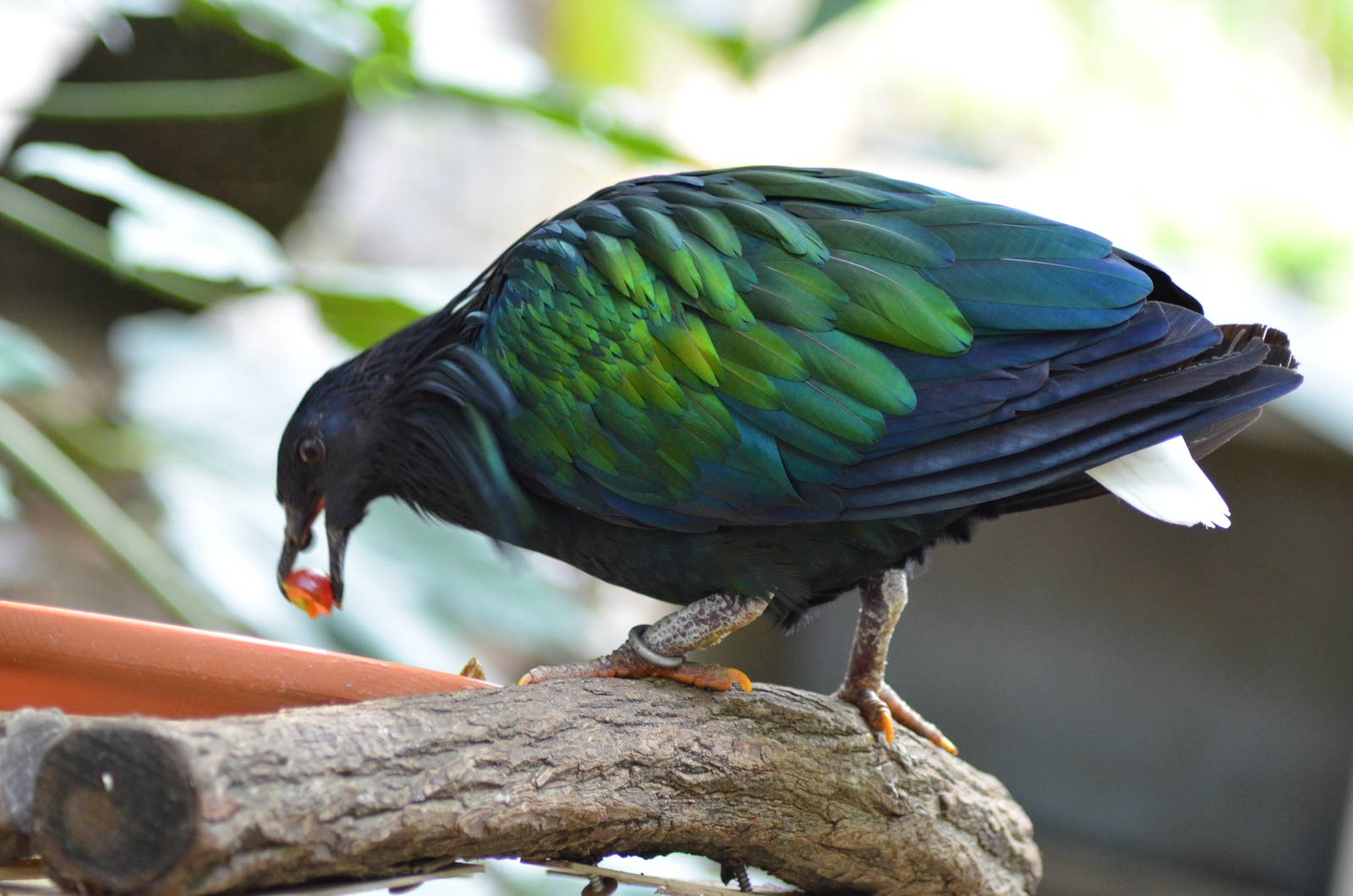 Nicobar Pigeon