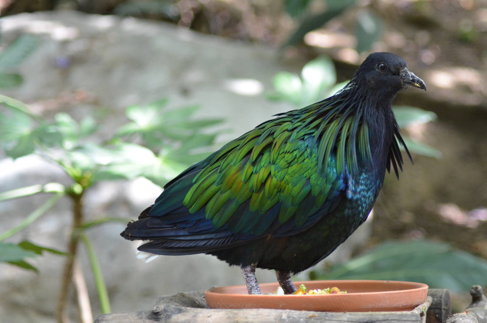 Nicobar Pigeon