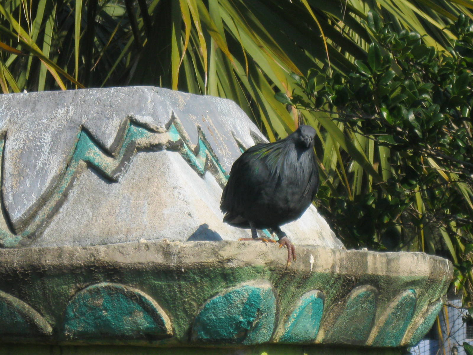 Nicobar Pigeon