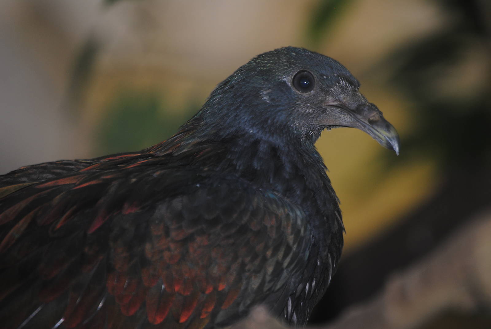Nicobar pigeon