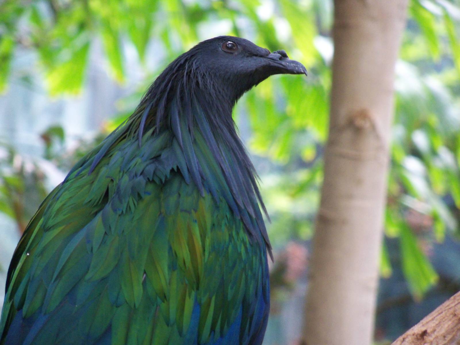 Nicobar Pigeon