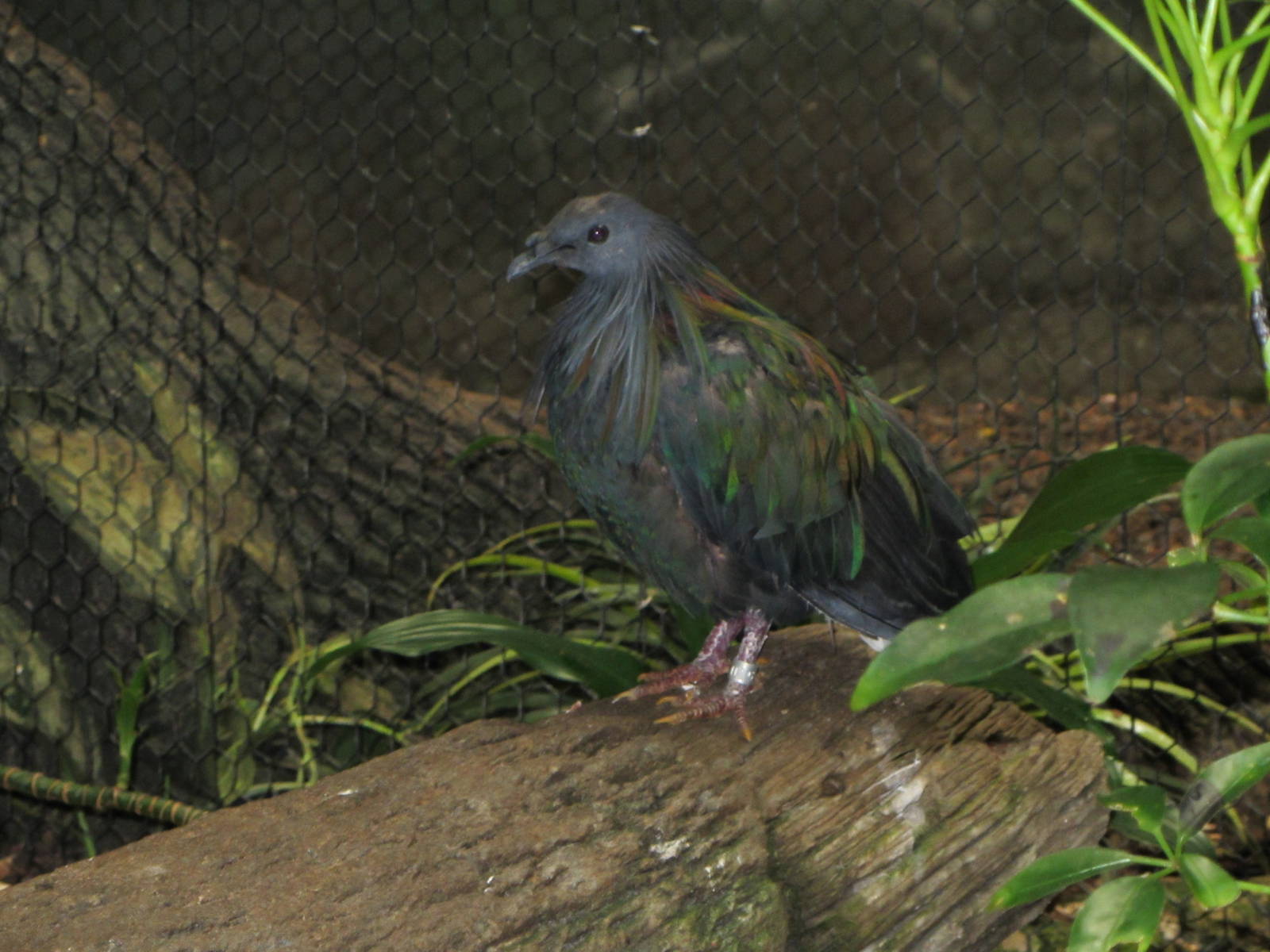 Nicobar Pigeon