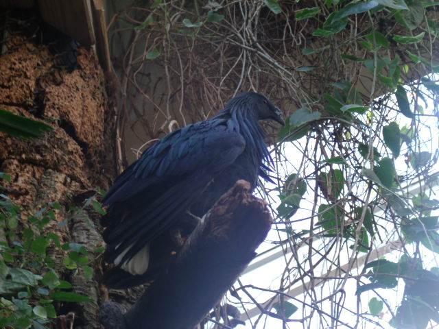 Nicobar Pigeon