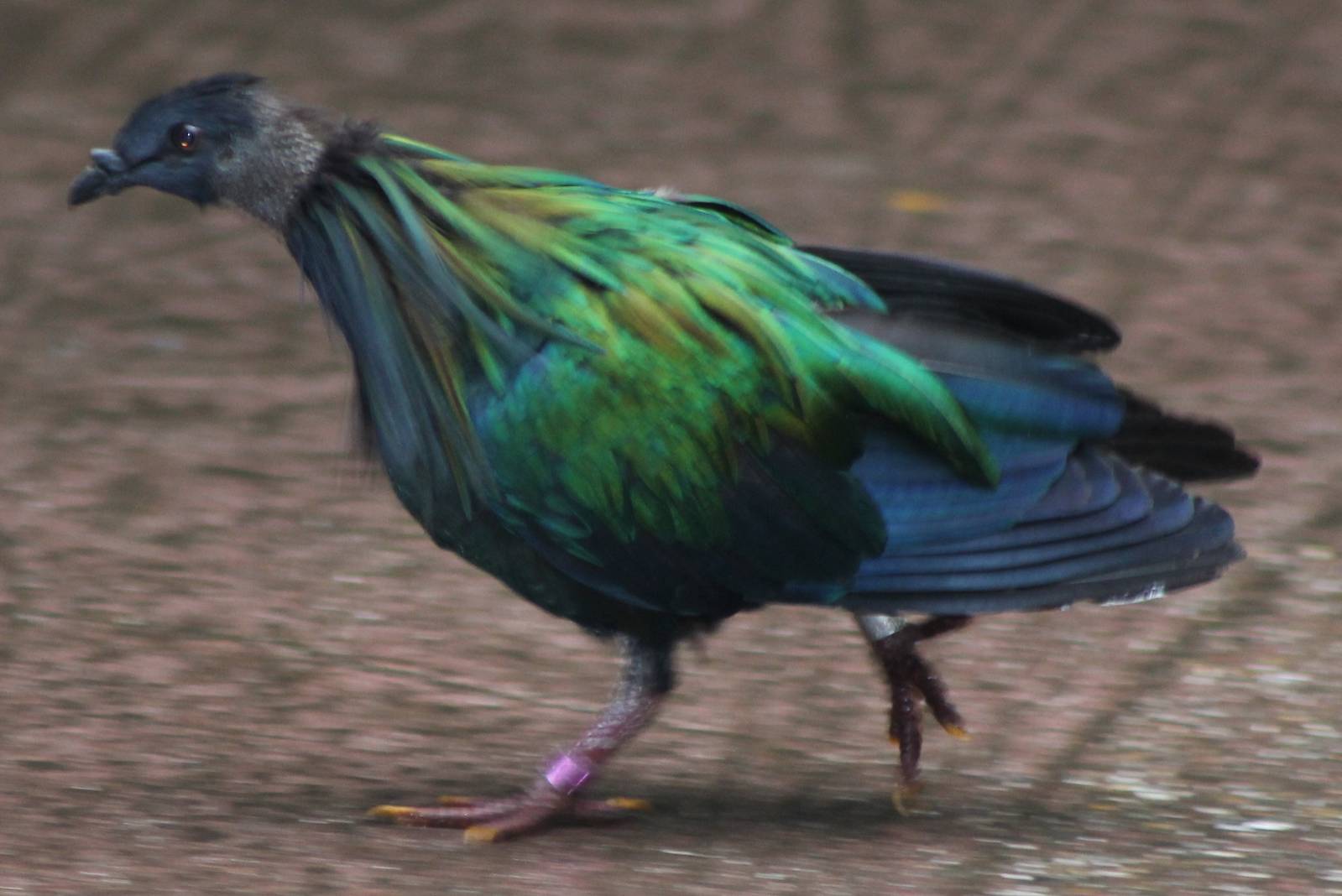 nicobar pigeon