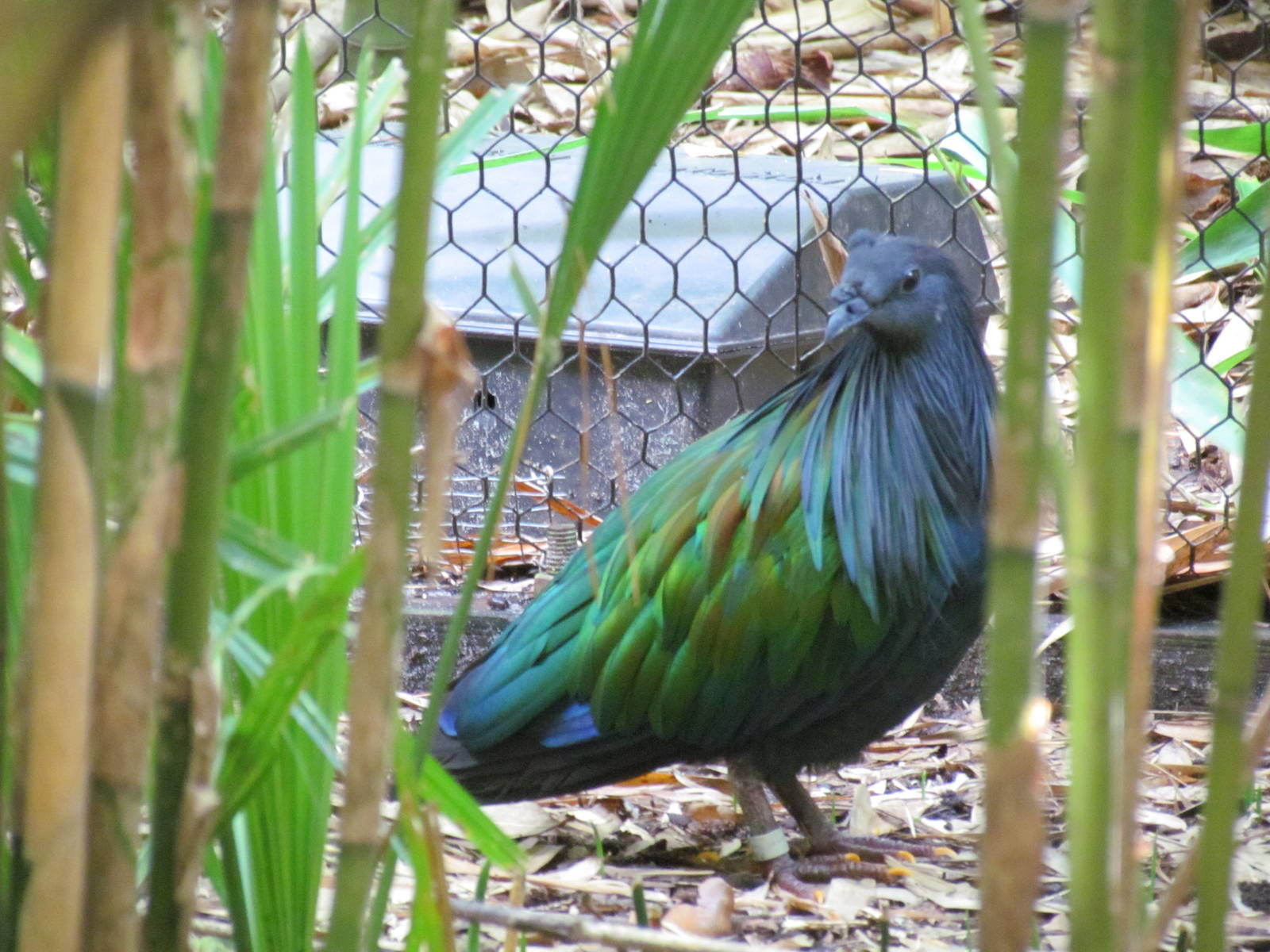 Nicobar Pigeon